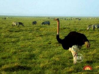 Discovery Animals Search Results Run Fast Ninja