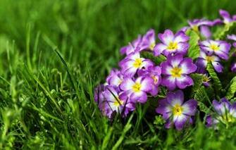 Wallpaper Grass Primrose Image For Desktop Section