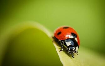 Ladybugs Wallpaper