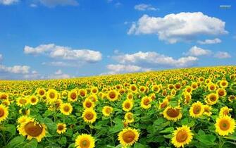 Sunflower Field Photography Wallpaper