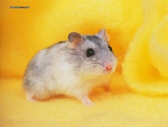 Cute Little Hamsters Photos Creatures Wallpaper
