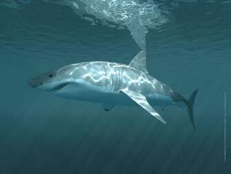 White Shark Desktop Wallpaper Kingston Elmbridge Scuba Diving