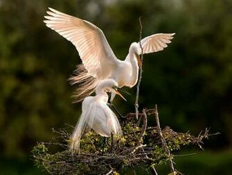 Birds Wallpaper Desktop Birdsdesktop Background