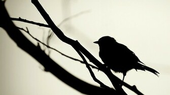 Birds Silhouette Wallpaper