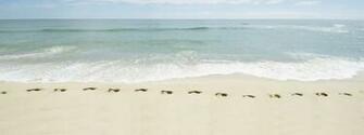 Siesta Rent Key Sarasota Florida Vacation Rentals