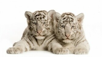 White Tiger Cubs In Snow Wallpaper Tigers And Pictures