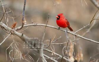 Cardinal Color A Vibrant Northern In Iowa