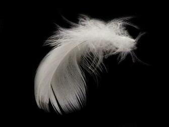 Feather HD Desktop Wallpaper White
