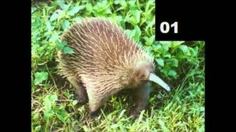 Spiny Anteater Wallpaper First HD