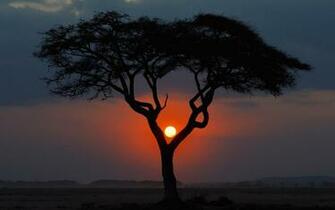 Sunset Behind A Lone Tree Wallpaper