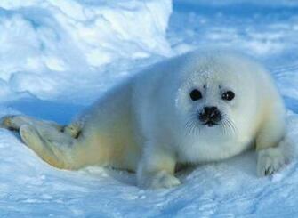 Seal White Wallpaper