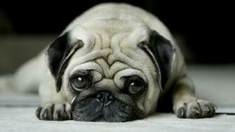 Wallpaper French Bulldog Big Eyes Animals Widescreen On The Desktop