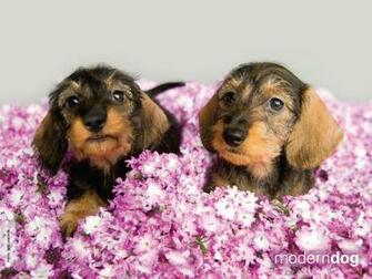 Puppy Valentine Wallpaper Picserio