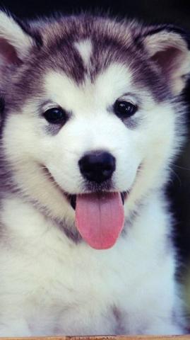 Cute Cartoon Dog Wallpaper iPhone