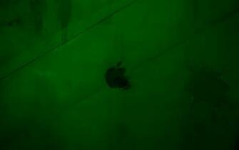 Apple Green Wallpaper By Jarekz