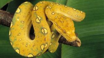 Desktop Green Snake Wallpaper Dowload Tree Image