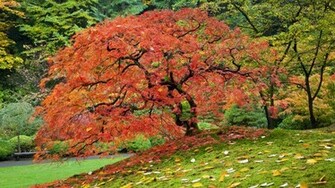 Autumn Forest Wallpaper Pictures