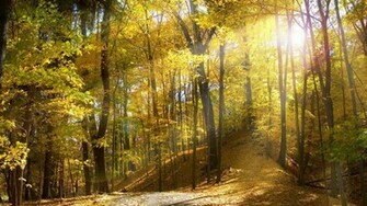 Autumn Sunlight Wallpaper Jpg