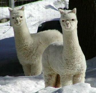 Funny Llama Wallpaper Animal