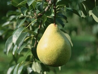 Pear Wallpaper Du104 Fruit Du054