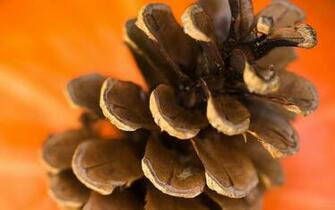Pine Cone Wallpaper