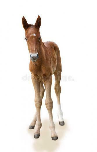 Newborn Foal On The White Background Ad