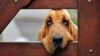 Bloodhound Became Sad Wallpaper And Image