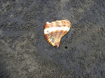 Clam Shell Animal Themes Land Black Sand No People Beach Wallpaper
