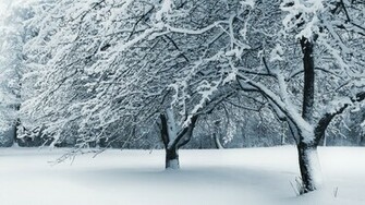 Winter Landscapes Cute Wallpaper