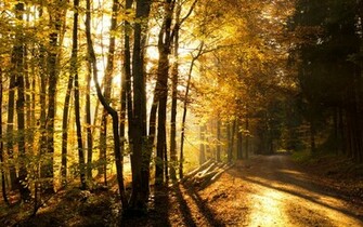 Forest HD Wallpaper Theme Bin Customization