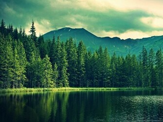 Pine Trees Near Mountain Lake Wallpaper