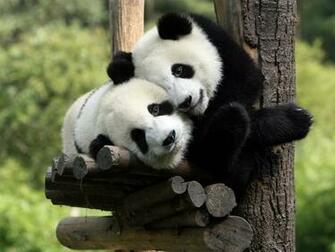 Beautiful Wallpaper Panda Bear