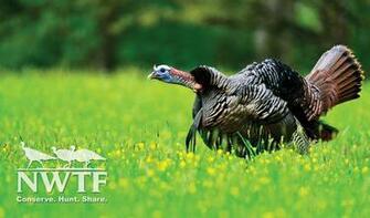 Nwtf Save The Habitat Hunt Sportsman S News