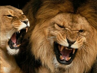 Lions Wallpaper Full HD Top Desktop For