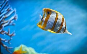High Definition Wallpaper Photo Virtual Html