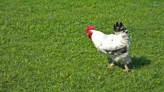 Rooster Wallpaper Animal