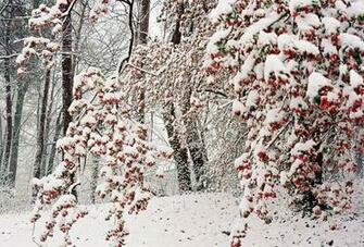Winter Flowers Wallpaper