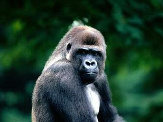 Funny Gorilla Wallpaper For Widescreen