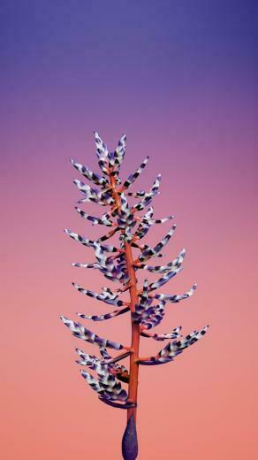 iPhone X Wallpaper Flower Ios11 Retina 4k HD Wwdc