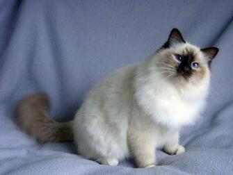 Birman Cat Wallpaper Animals Library