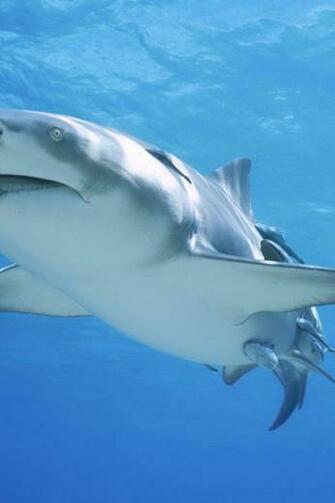 Shark Underwater Theme Wallpaper All