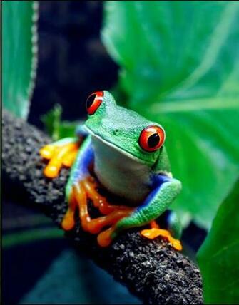 Community Store Amazing Animals Insects K Rainforest