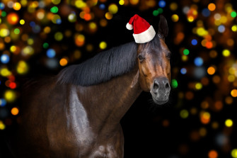 Easy Ideas What Do You Buy Equestrians For Christmas