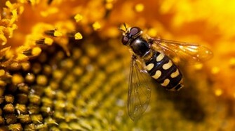 Bee HD Image