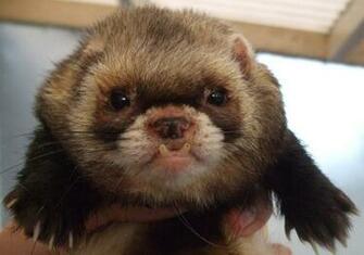 Ferret Wallpaper