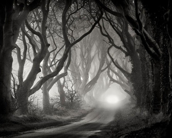 A Grove Of Twisted Trees Somewhere Wallpaper