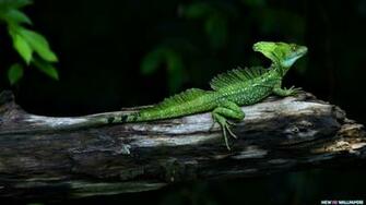 Green Reptile Animal HD Wallpaper