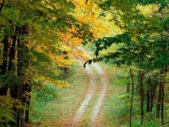 Autumnal Forest Trail East Texas Screensaver Screensavers