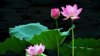 Lotus HD Wallpaper