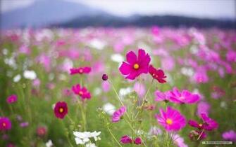 Wallpaper Flower Spring Wildflowers